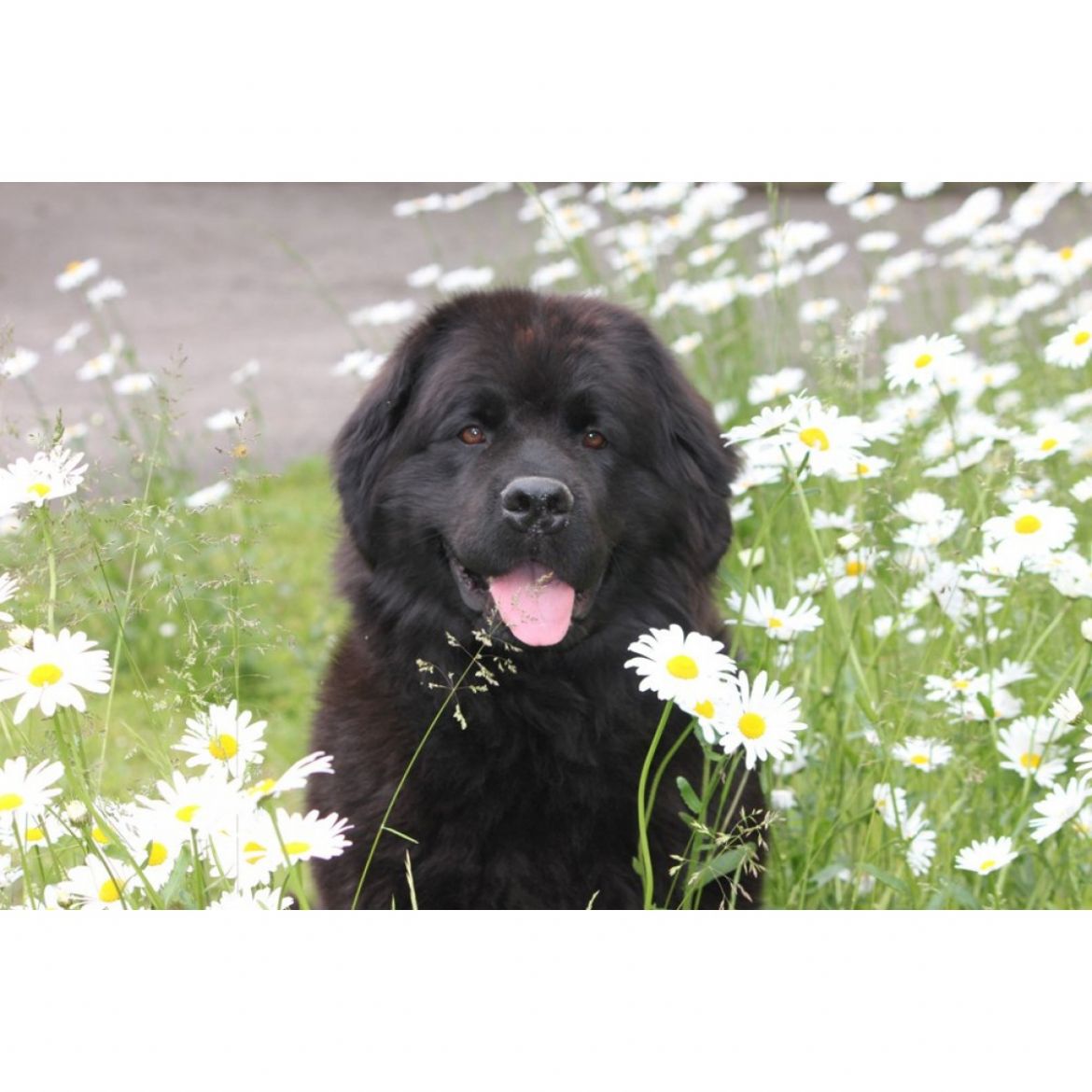 T Ivy's Bob Girl vom Aichemer Berg (29-04-2006)